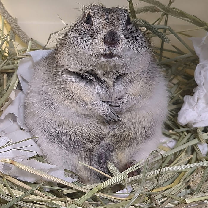 牧草の巣でくつろいでいるポンチョ